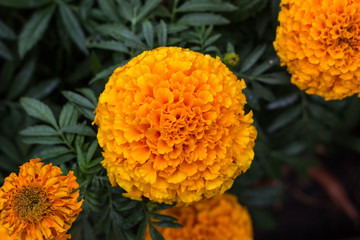 Lots of beautiful marigold flowers in the garden