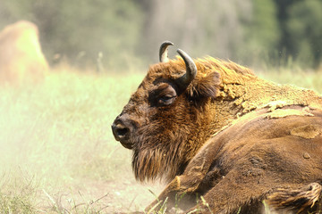 european bison close up