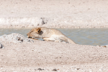 African Lioness sleeping at a waterhole in Northern Namibia