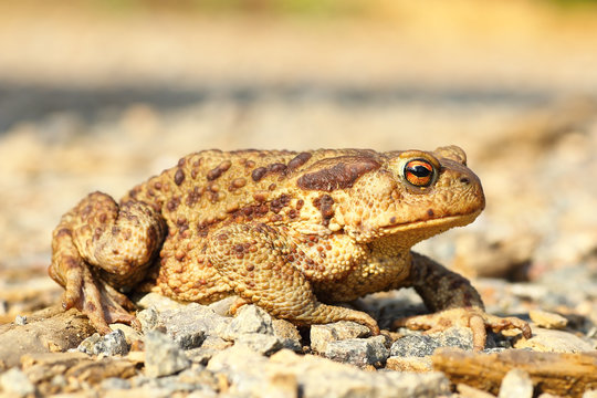 european common brown toad on the ground