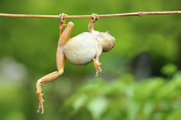 green tree frog climbing on twig