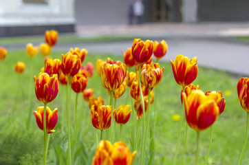 Fototapeta premium Flower tulips background. 