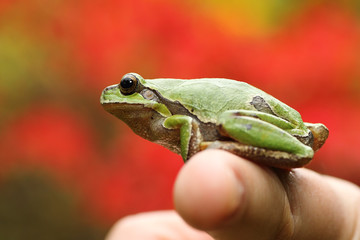 green tree frog on woman's finger