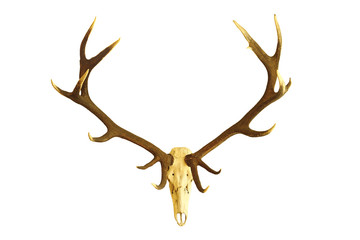 huge red deer buck skull