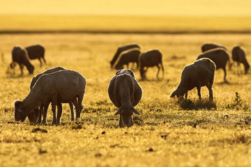 Fototapeta na wymiar sheep herd grazing in colorful sunset light