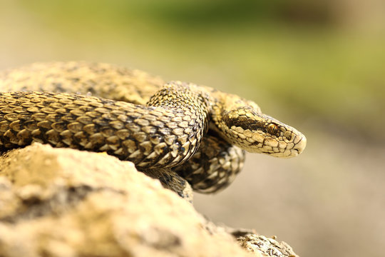 rare european venomous snake
