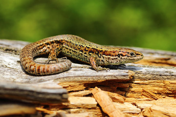 viviparous lizard basking on stump