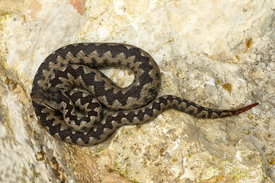 toxic european snake on stone