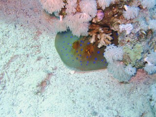 Blue spotted Stingray in the Red Sea 