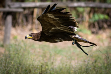 Aquila reale ammaestrata in volo 