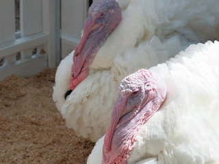 Turkeys of  breed - English cross BIG-6