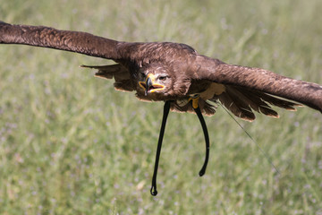 Aquila reale ammaestrata in volo 