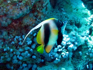 Fototapeta na wymiar Masked Banner fishes in the Red Sea 