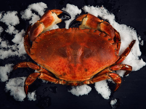 Crab on snow