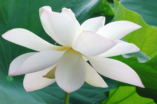  blooming white lotus flower in summer pond with green leaves as background