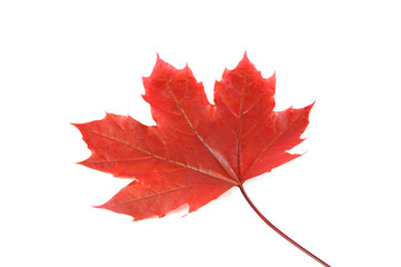 Fototapeta premium red autumn maple leaf isolated on white background
