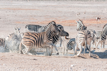 Fototapeta na wymiar Frightened Burchells Zebras (Equus quagga burchellii) at a waterhole