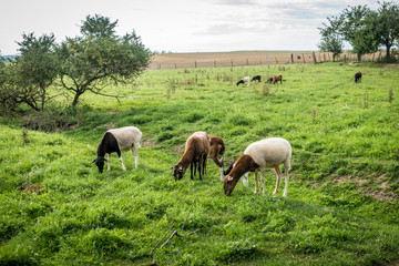 Naklejka na ściany i meble Schafe auf der Weide