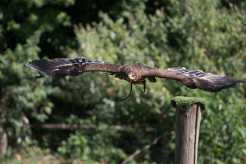 Aquila reale ammaestrata in volo 