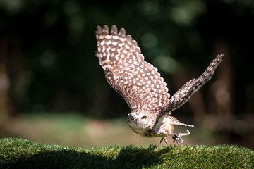 Civetta in volo