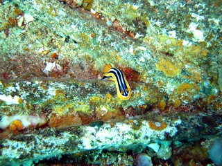 Conch in the Red Sea 