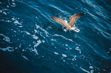 Obraz premium Seagulls collecting food from the ferry which tranfers people and cars to island of Thassos, Greece.