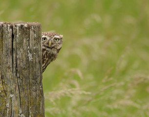 Little Owl looking from behind a fence post (athene noctua)