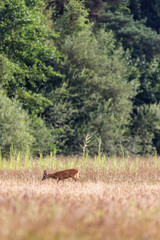 Roe deer buck grazing in field