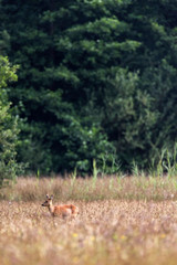 Naklejka na ściany i meble Roe deer doe standing in field. Profile view.