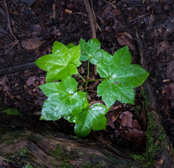 樹木の新芽