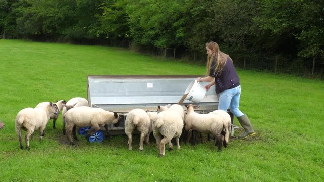 young farmer feed sheep and young lambs in green field