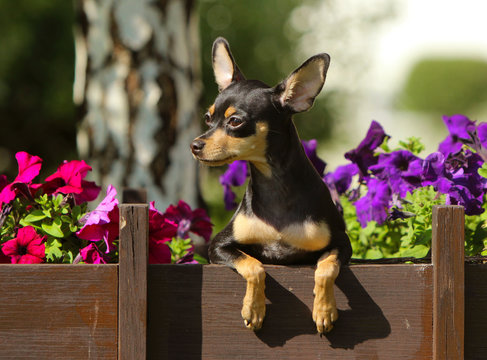 Portrait of a puppy in flowers. A small dog peeks out from behind a wooden wall. Black-and-tan smooth-haired Russian Toy Terrier