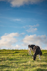 Cow in the summer sun