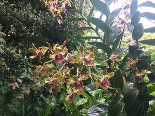 Dendrobium Barack and Michelle Obama Orchid flower