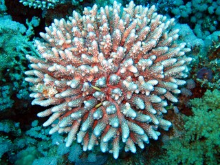Beautiful Corals in the Red Sea 