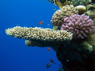 Beautiful Corals in the Red Sea  © Markus S.