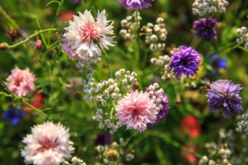 Beautiful meadow field with wild flowers. Spring Wildflowers closeup. Health care concept. Rural field. Alternative medicine. Environment