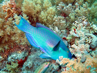Parrot Fish in the Red Sea