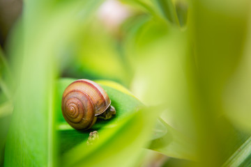 Snail on green