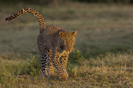 The Golden Tail