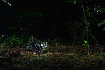 Wild tabby cat in forest photographed by camera trap at night.