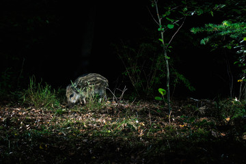 Obraz premium Young wild boar feeding forest at night. Caught by camera trap.