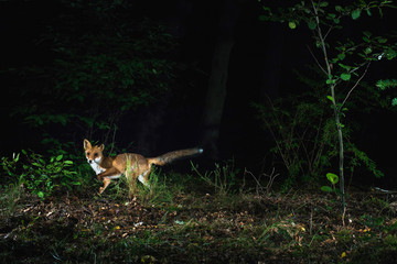 Red fox in forest at night photographed by camera trap.