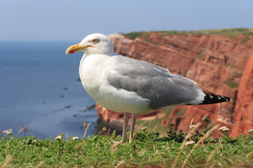 Fototapeta premium northern gannets, morus bassanus,