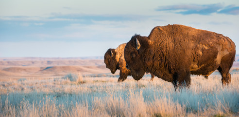 Bison in the prairies - obrazy, fototapety, plakaty