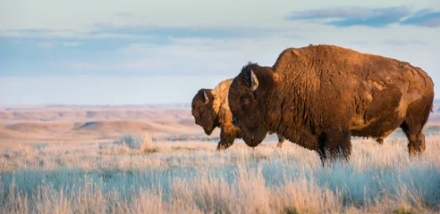 Photo sur Plexiglas Bison Bisons dans les prairies
