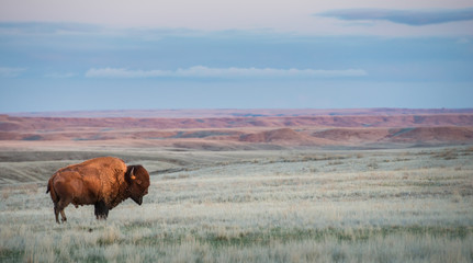 Bison in the Canadian prairies - 168326840