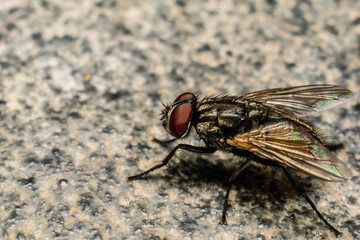 Fly Detail