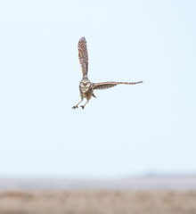 Burrowing owl in flight