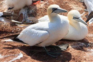 northern gannets, morus bassanus,